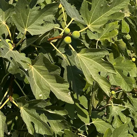 招待所 Victor Vlorë