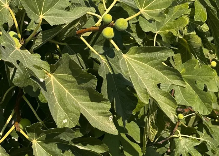 Pensjonat Victor Wlora